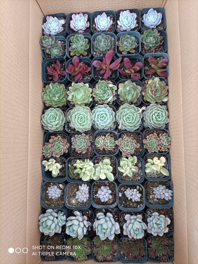 多肉植物组箱基地直发货品种多样欢迎来电咨询