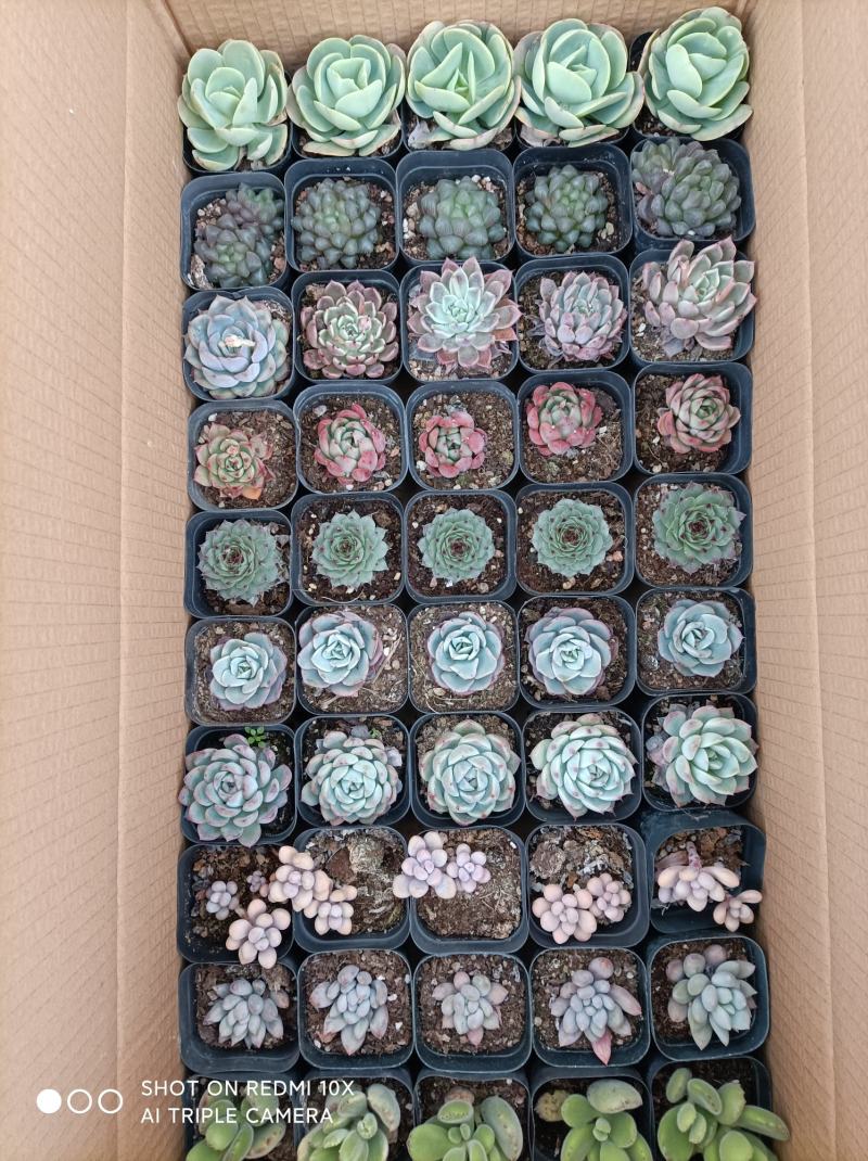 多肉植物组箱基地直发货品种多样欢迎来电咨询