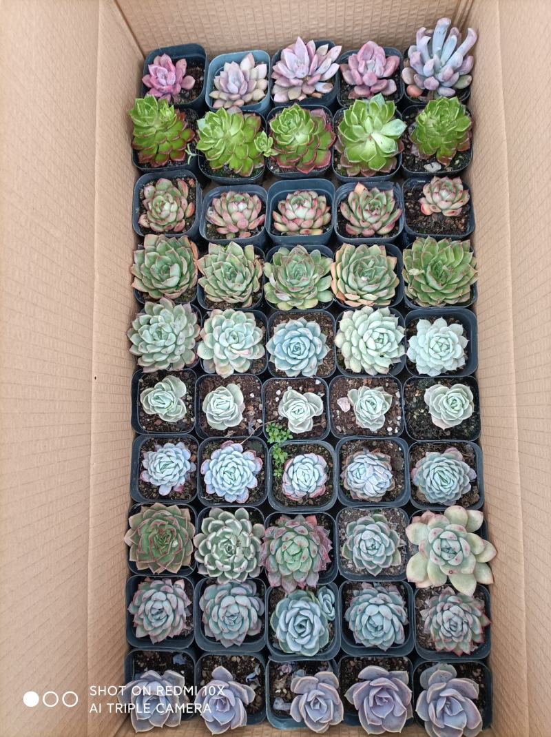 多肉植物组箱基地直发货品种多样欢迎来电咨询