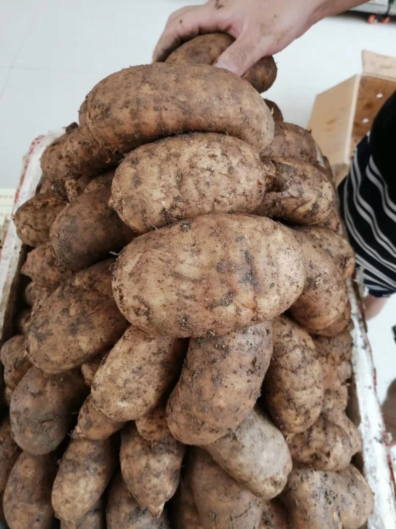 天麻云南天麻大中小号均有，地摊展会热销产品