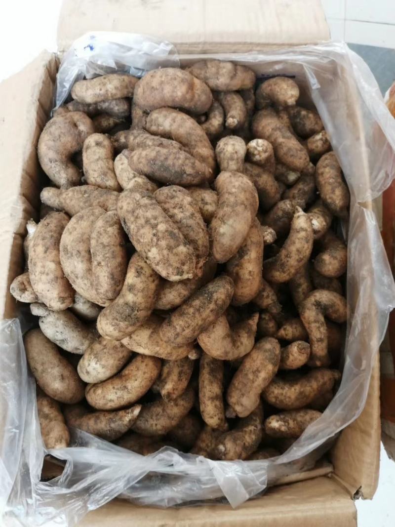 天麻云南天麻大中小号均有，地摊展会热销产品