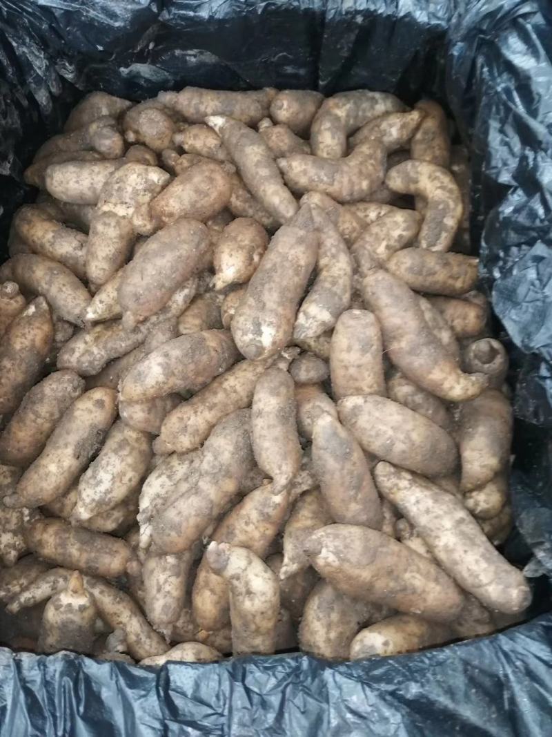 天麻云南天麻大中小号均有，地摊展会热销产品