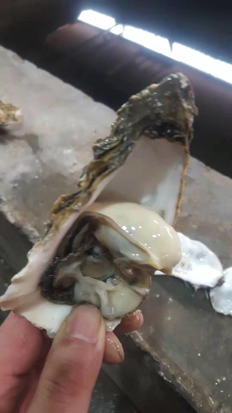 乳山生蚝牡蛎规格全肥度好肉质鲜美