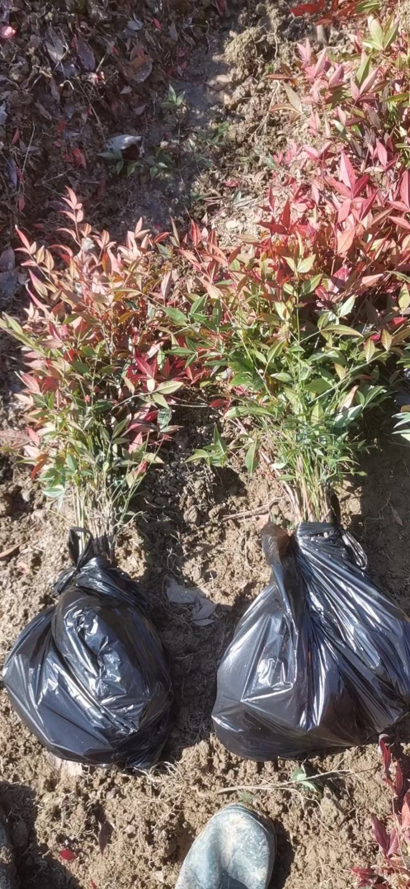 【基地发货】南天竹红天竹工程苗35/60高绿篱的调节师价低