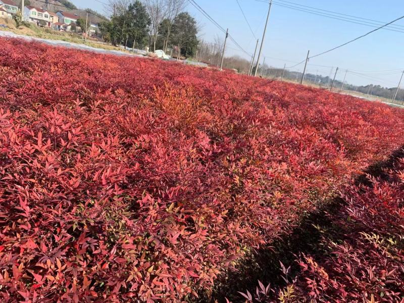 【基地发货】南天竹红天竹工程苗35/60高绿篱的调节师价低