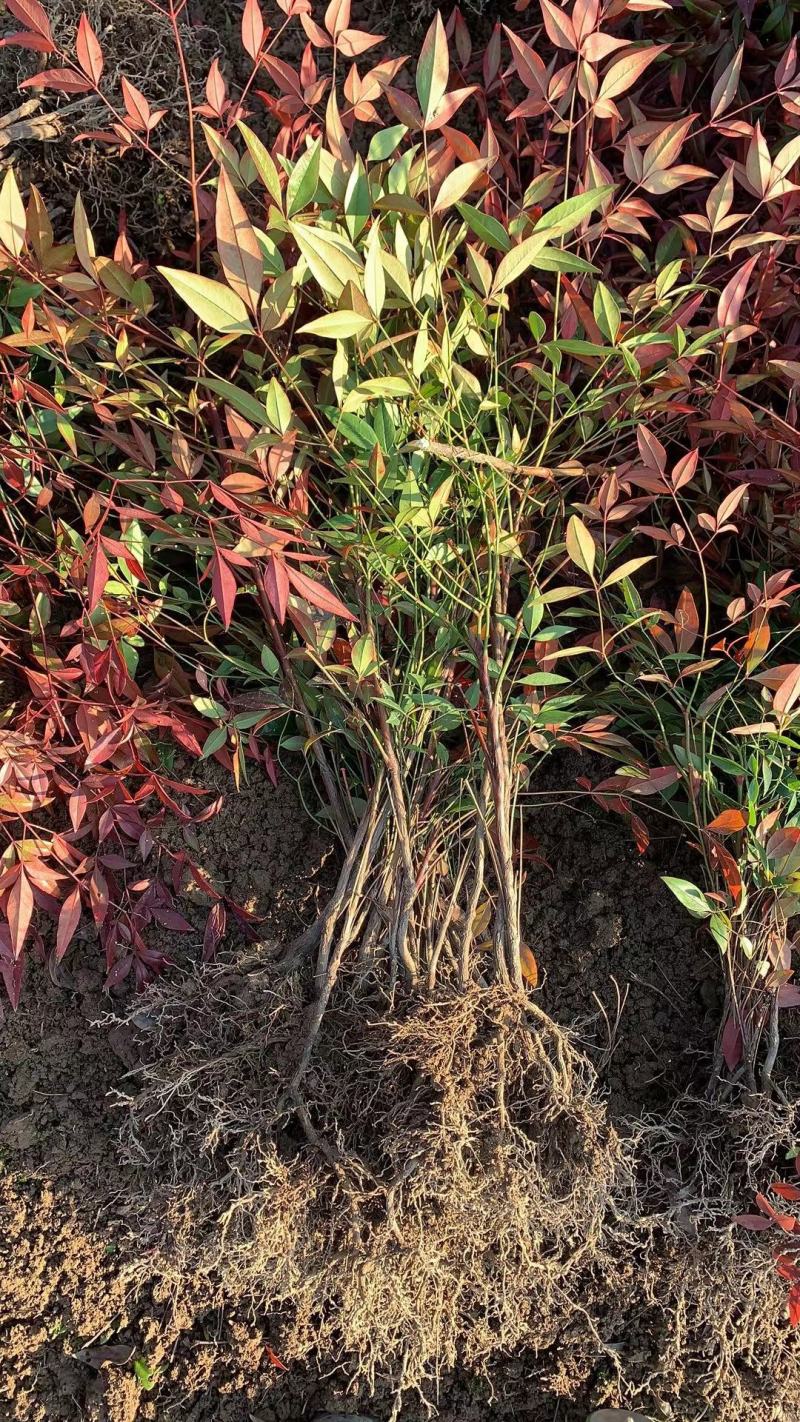 【基地发货】南天竹红天竹工程苗35/60高绿篱的调节师价低