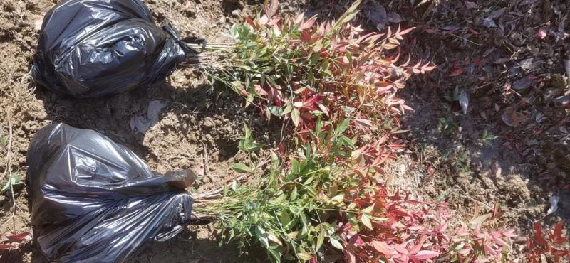 【基地发货】南天竹红天竹工程苗35/60高绿篱的调节师价低