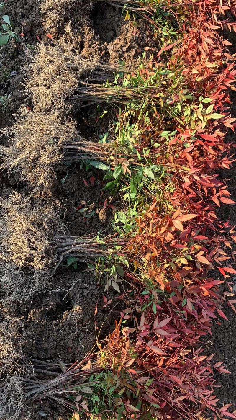 【基地发货】南天竹红天竹工程苗35/60高绿篱的调节师价低