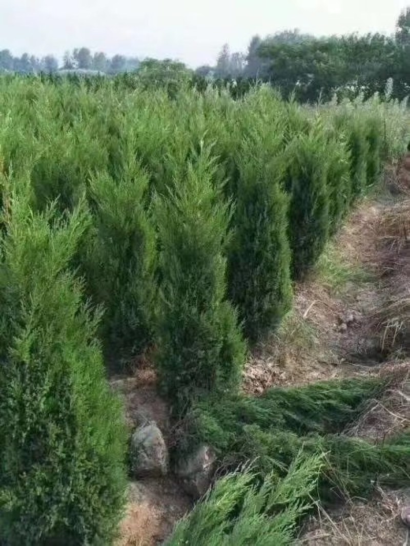 高1-4米塔柏供应，不烧枝，批量发货（又名蜀桧柏）