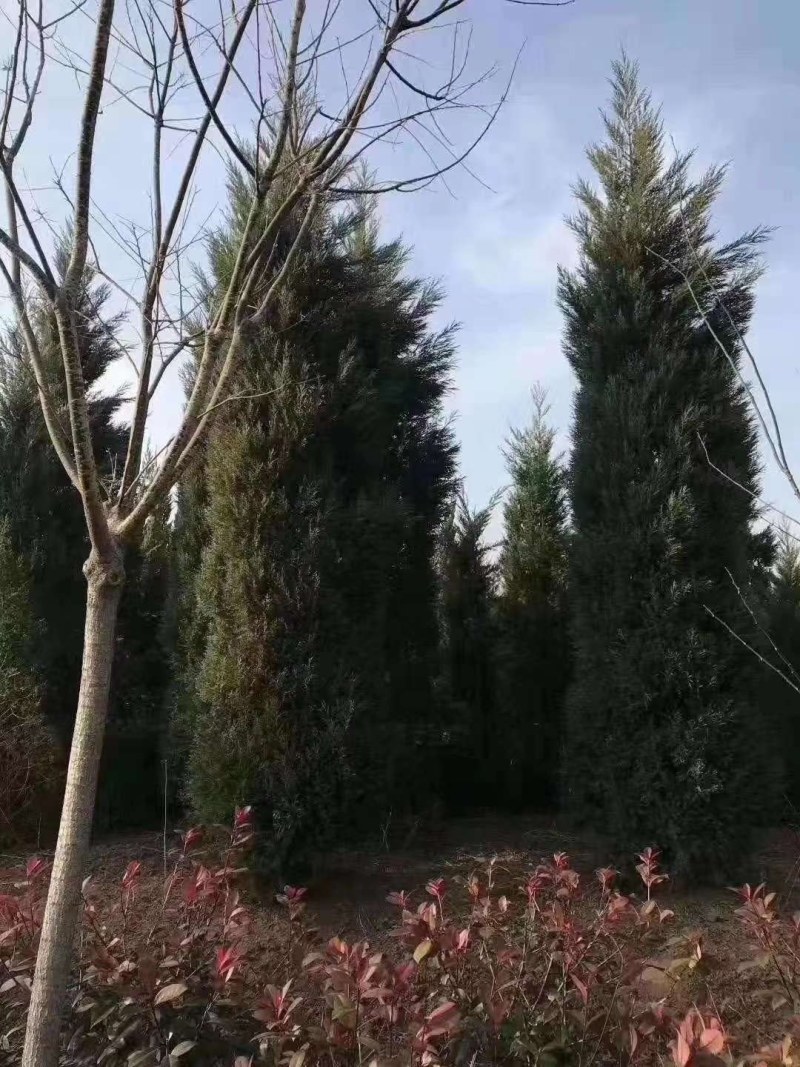 高1-4米塔柏供应，不烧枝，批量发货（又名蜀桧柏）