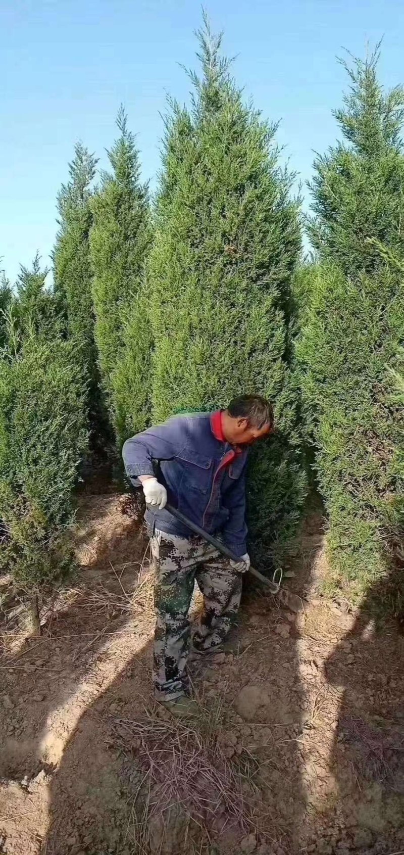 高1-4米塔柏供应，不烧枝，批量发货（又名蜀桧柏）