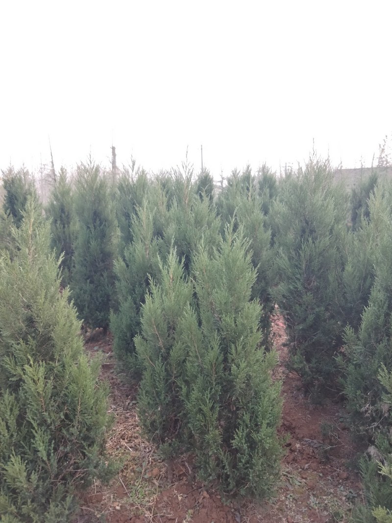 高1-4米塔柏供应，不烧枝，批量发货（又名蜀桧柏）