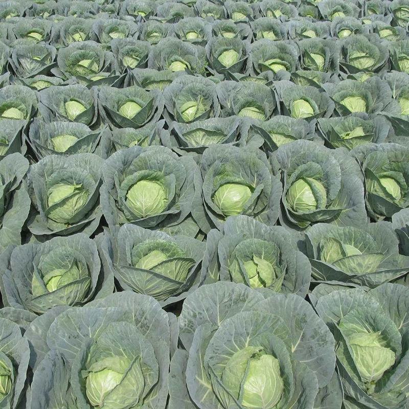 甘蓝苗，包菜种苗，卷心菜苗，洋白菜苗，苗厂直接对接