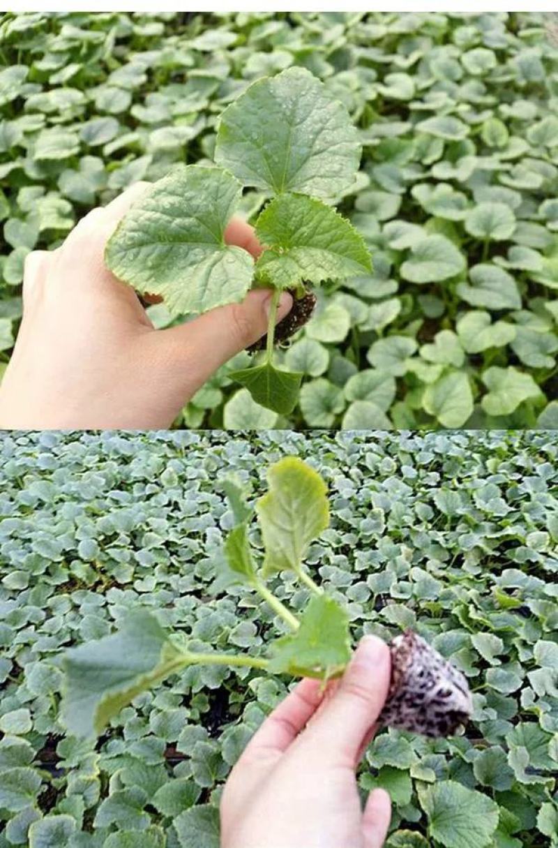 羊角蜜甜瓜苗，博洋甜瓜苗，绿宝石甜瓜苗，嫁接系直根系