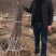 苹果苗矮化苹果苗培育基地晚熟苹果苗优新品种
