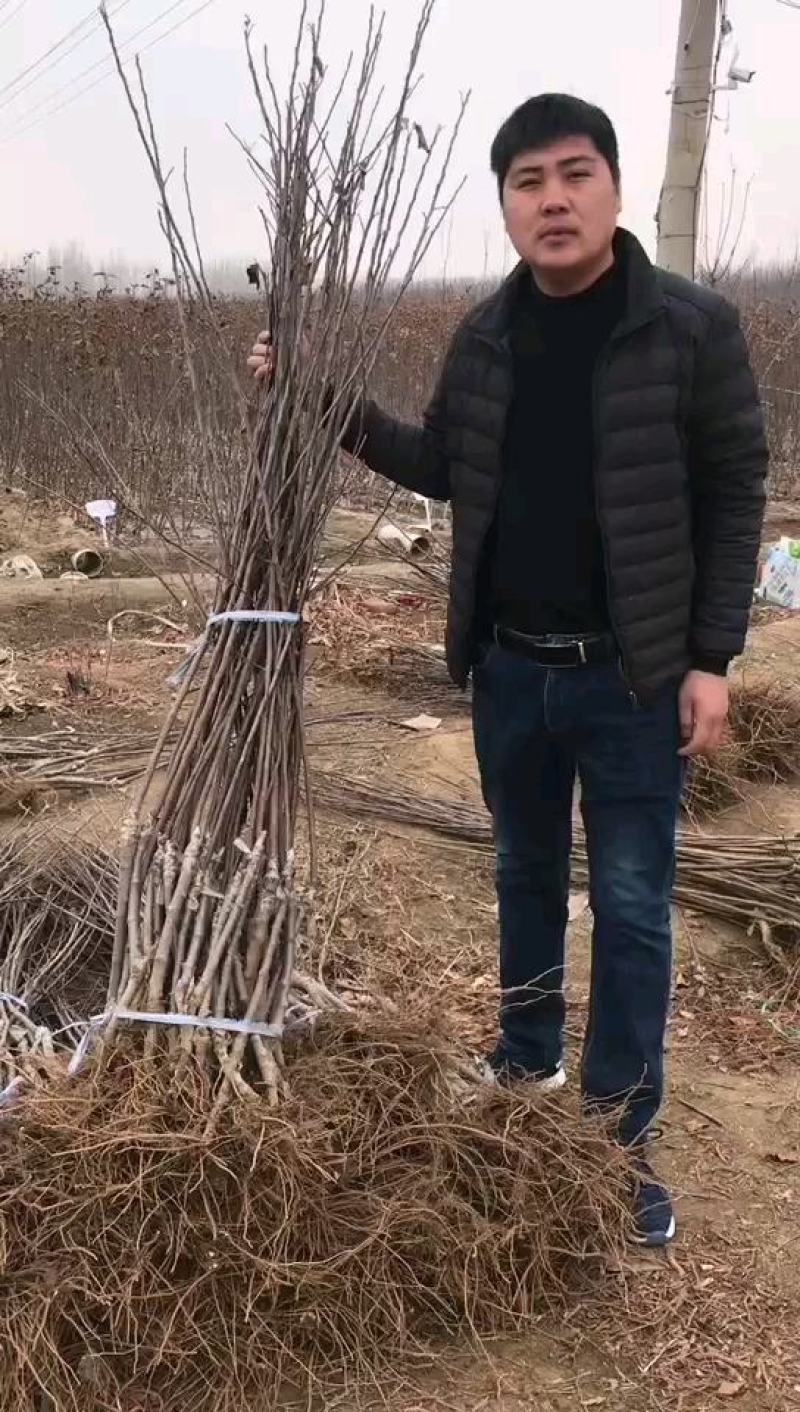 苹果苗矮化苹果苗培育基地晚熟苹果苗优新品种