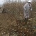 苹果苗矮化苹果苗培育基地晚熟苹果苗优新品种