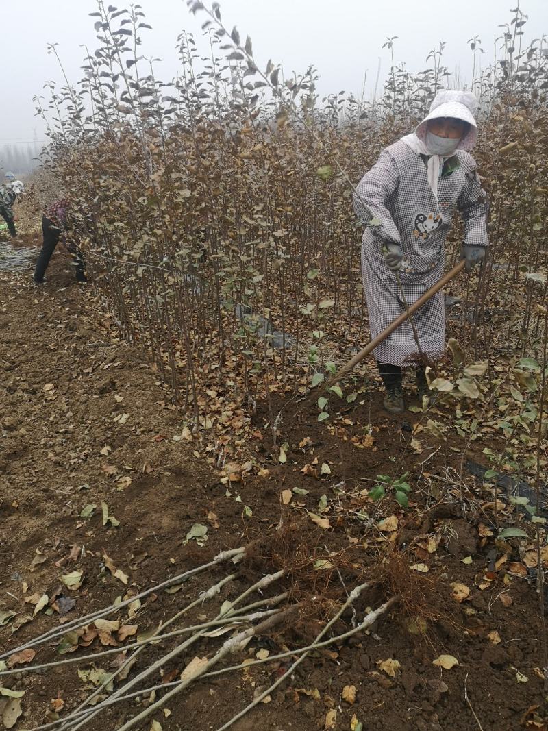 苹果苗矮化苹果苗培育基地晚熟苹果苗优新品种