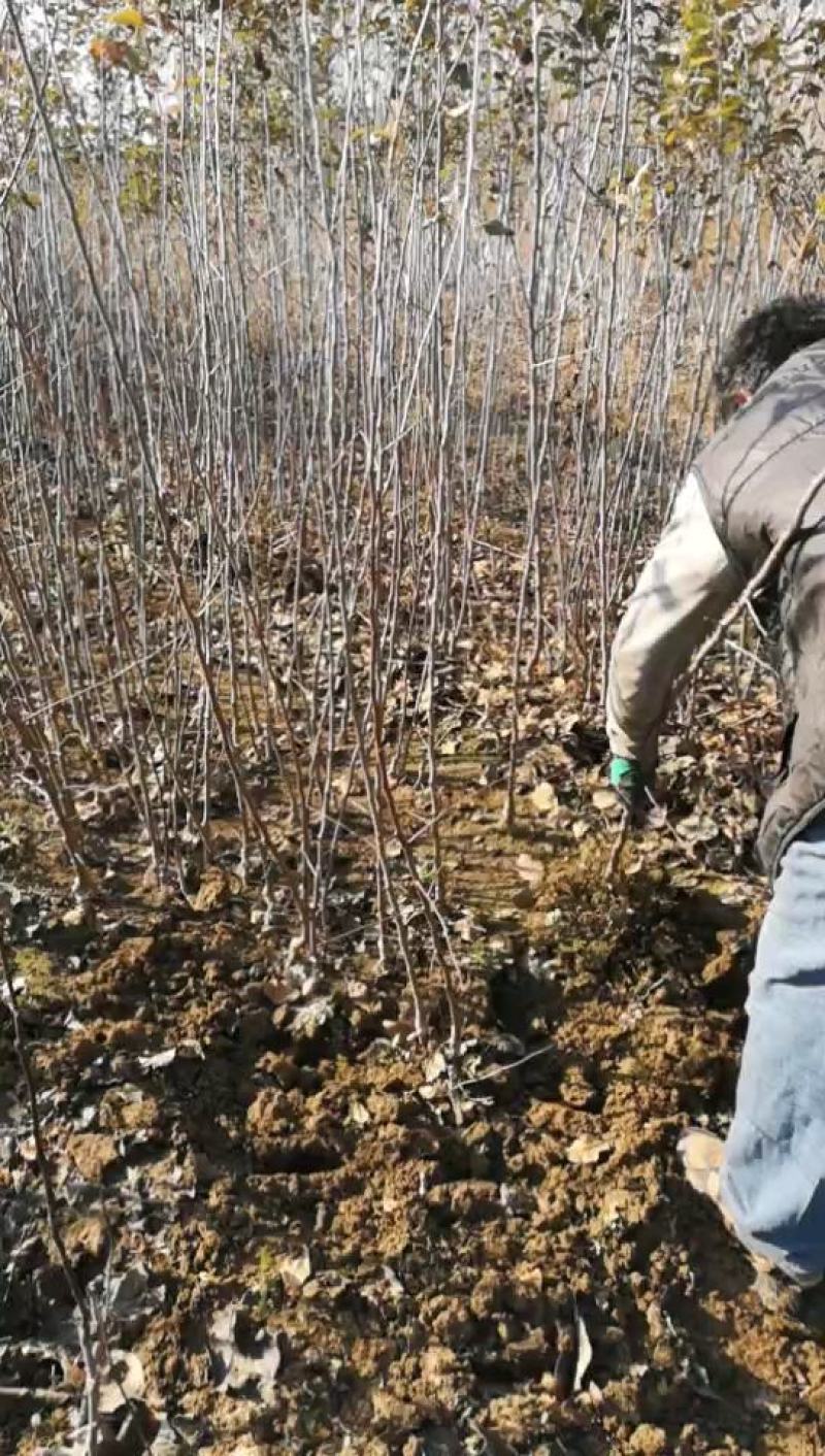 苹果苗矮化苹果苗培育基地晚熟苹果苗优新品种