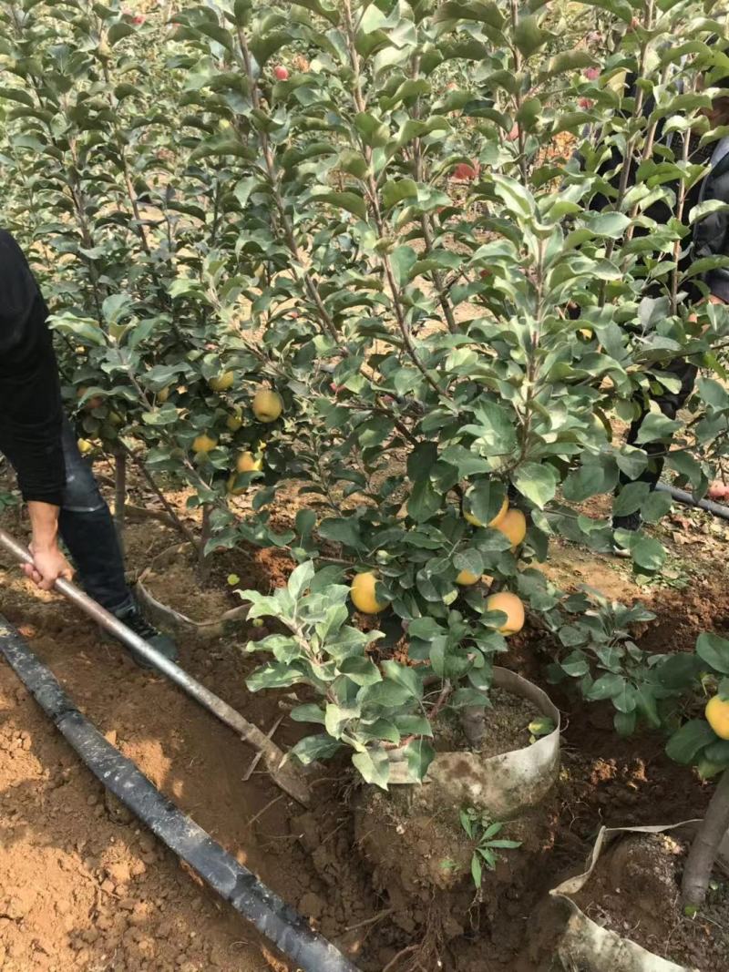苹果苗矮化苹果苗培育基地晚熟苹果苗优新品种