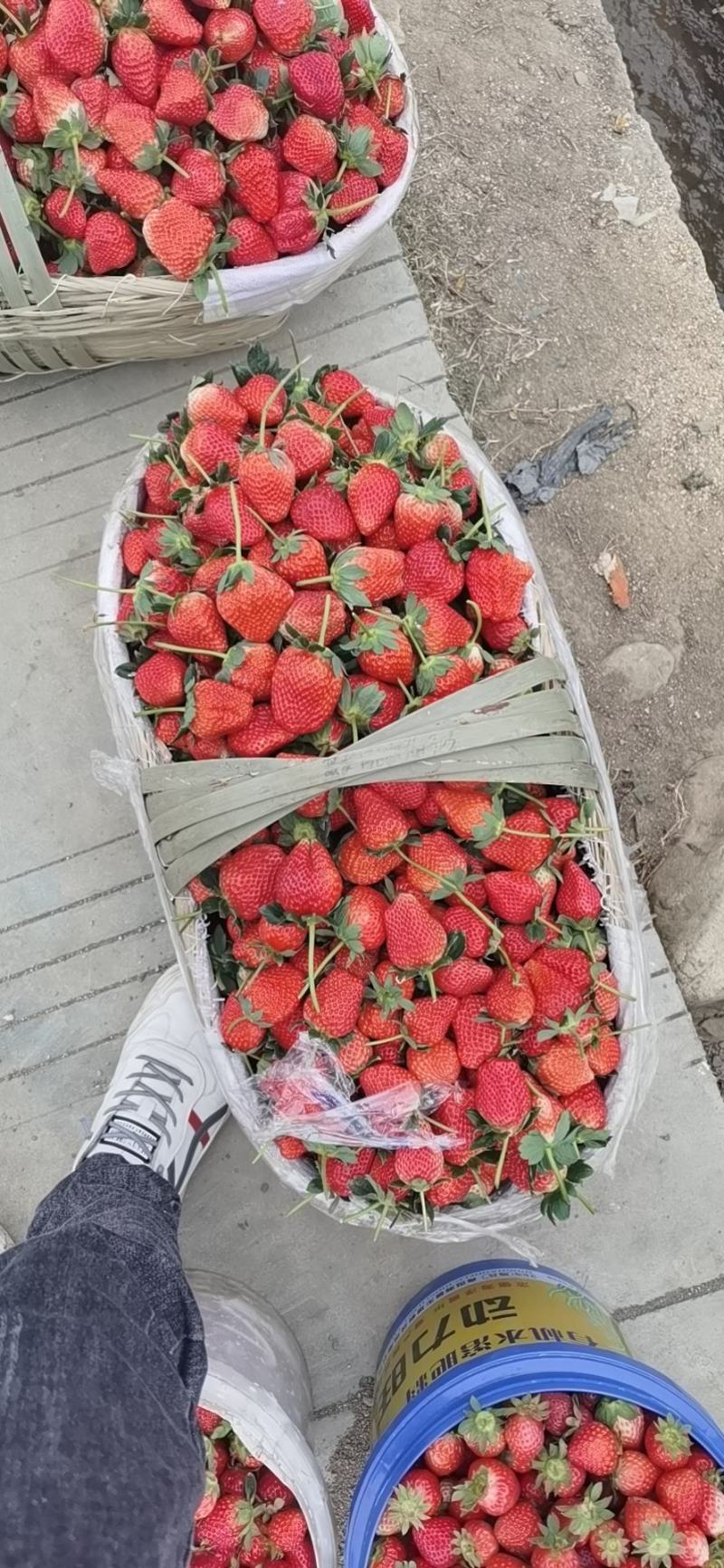 露天奶油草莓1.5一斤支持电商，一件代发，代购，优质服务