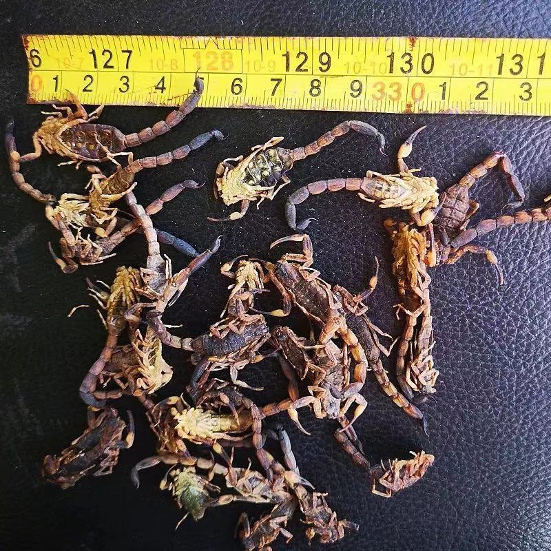 中药材新货清水蝎子干全虫清水全蝎干蝎子盐水蝎子药用食用