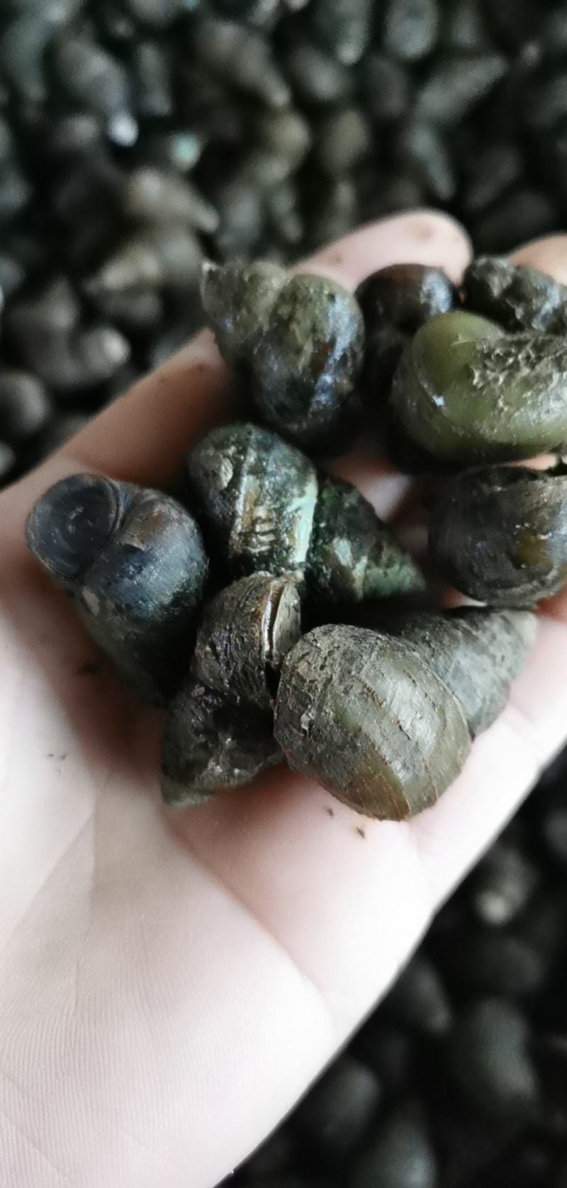 螺蛳一手货源存手工货无积压今发明到保证鲜活包直达费用