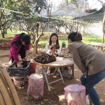 林下原生态防野生金线莲