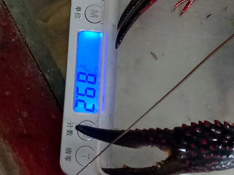 大龙虾，标准有肉，青虾，红虾。