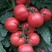陕西省大量精品西红柿！