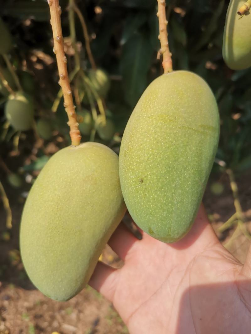 海南热带芒果精品小台农
