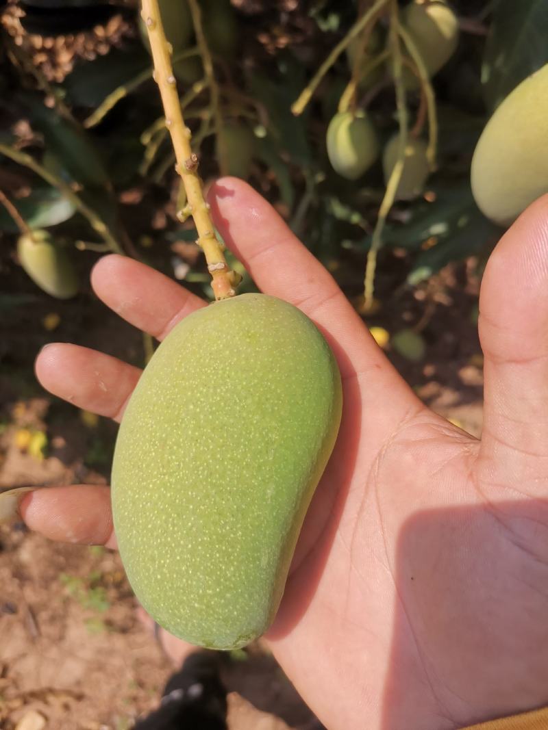 海南热带芒果精品小台农