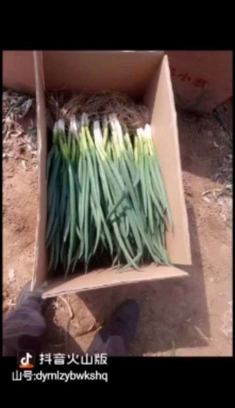 分葱墩葱四季小葱，质量好，绿油发亮，3月份包地，欢迎光临
