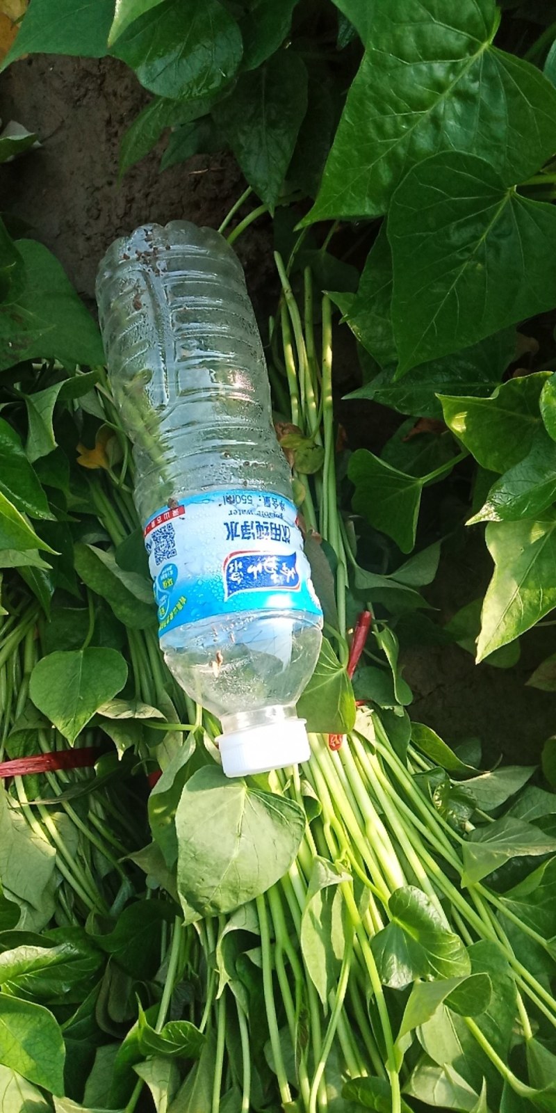 红薯苗脱毒原种红薯苗，商薯19，西瓜红，龙九，大量预售中