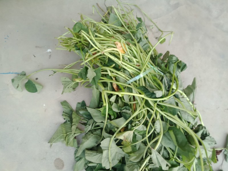 红薯苗脱毒原种红薯苗，商薯19，西瓜红，龙九，预售中