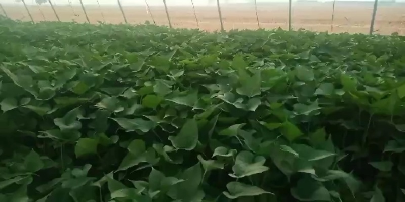 红薯苗脱毒原种红薯苗，商薯19，西瓜红，龙九，预售中