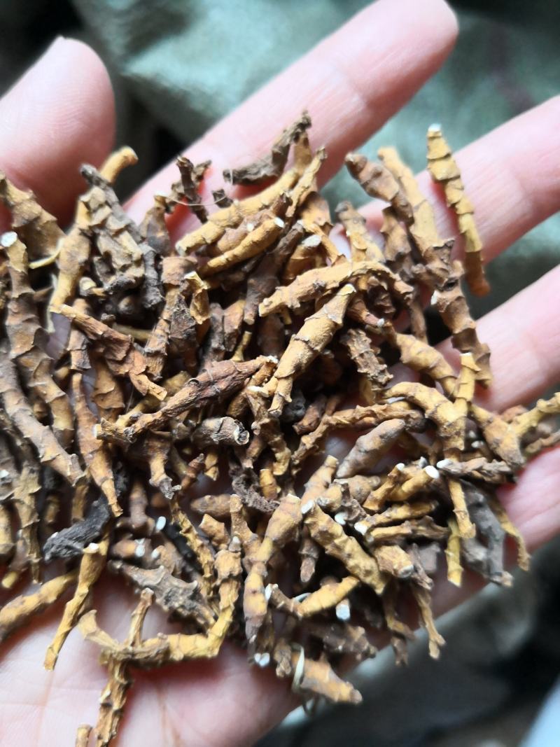 九节菖蒲新货自然生长小菖蒲量大从优