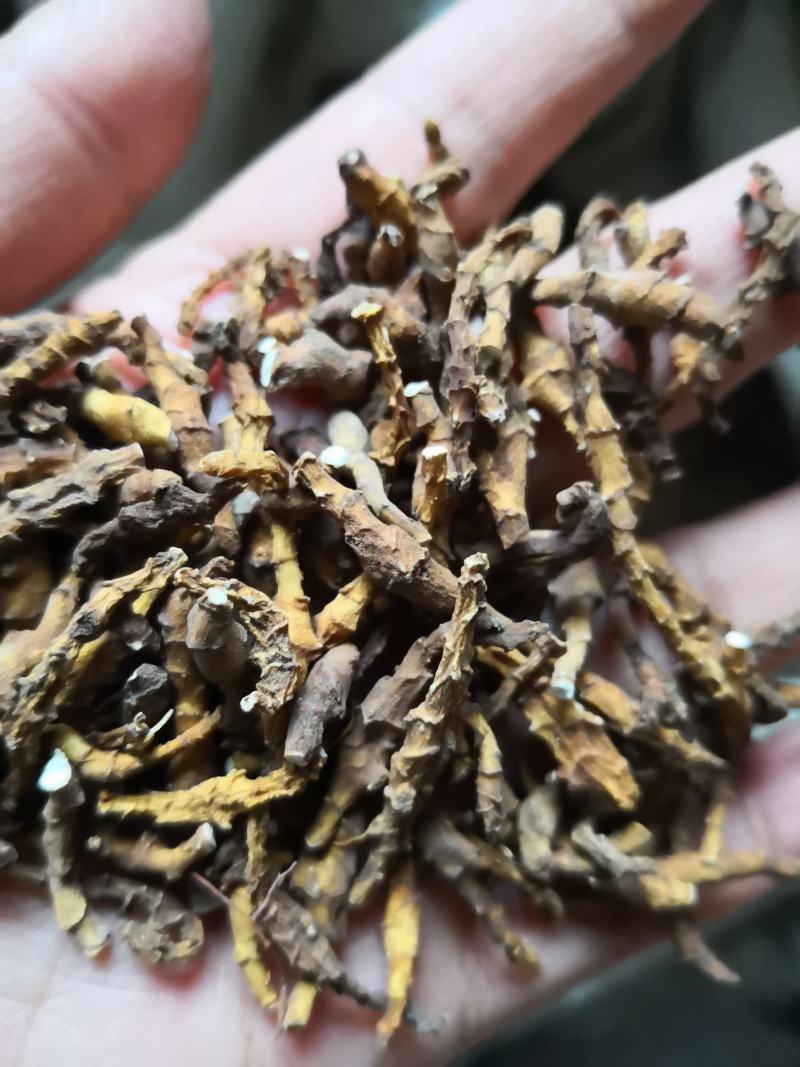 九节菖蒲新货自然生长小菖蒲量大从优