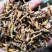 九节菖蒲新货自然生长小菖蒲量大从优