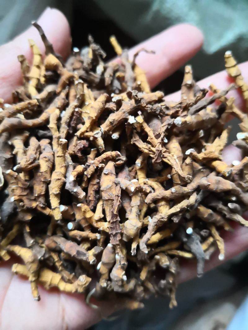 九节菖蒲新货自然生长小菖蒲量大从优