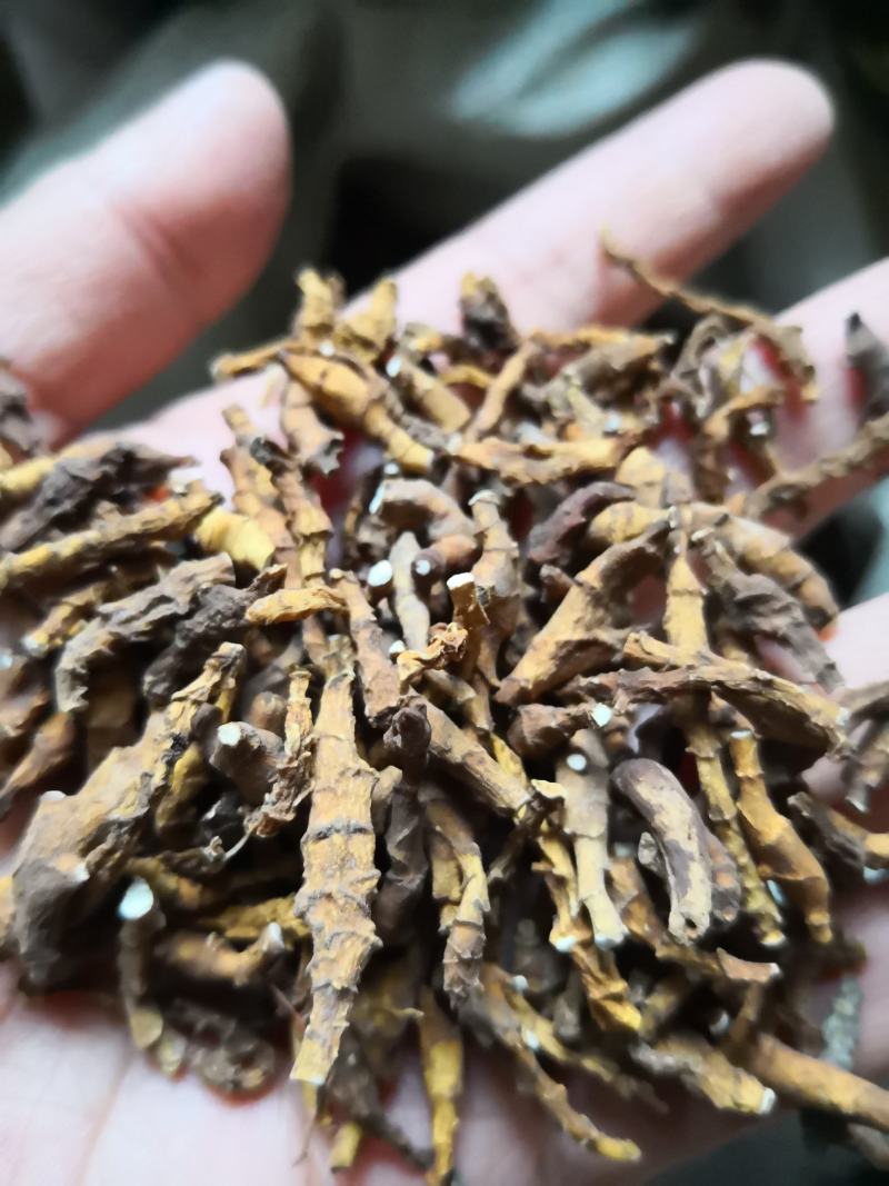 九节菖蒲新货自然生长小菖蒲量大从优