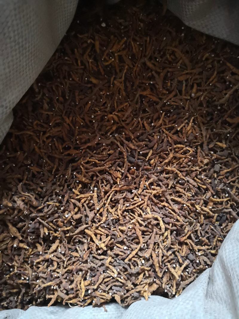 九节菖蒲新货自然生长小菖蒲量大从优