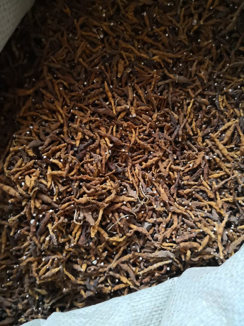 九节菖蒲新货自然生长小菖蒲量大从优