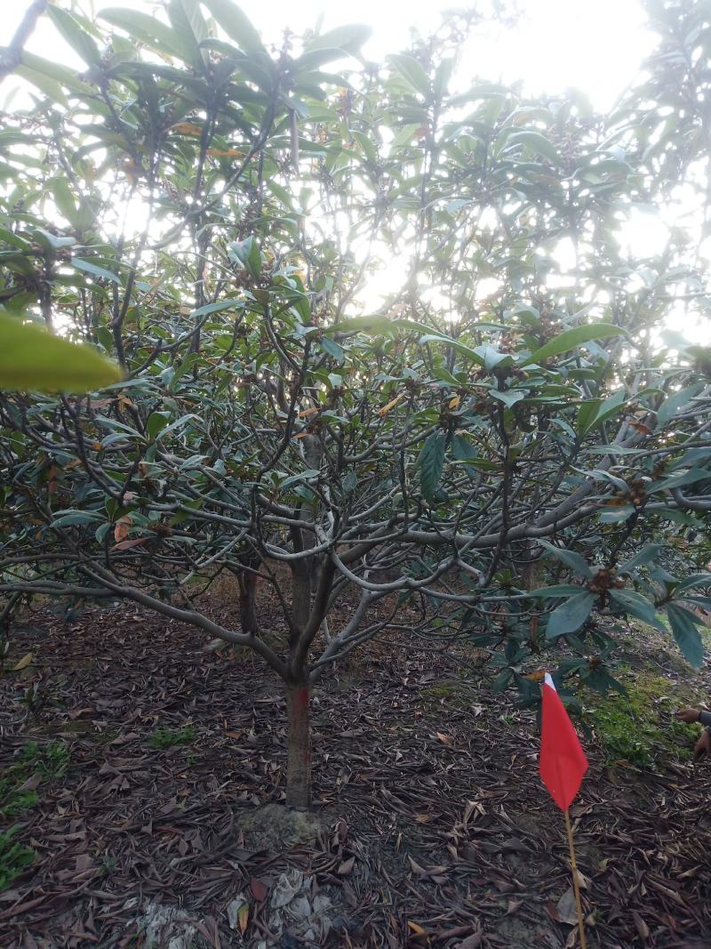 嘉兴直供乔灌木枇杷树常绿植物绿化美观欢迎选购