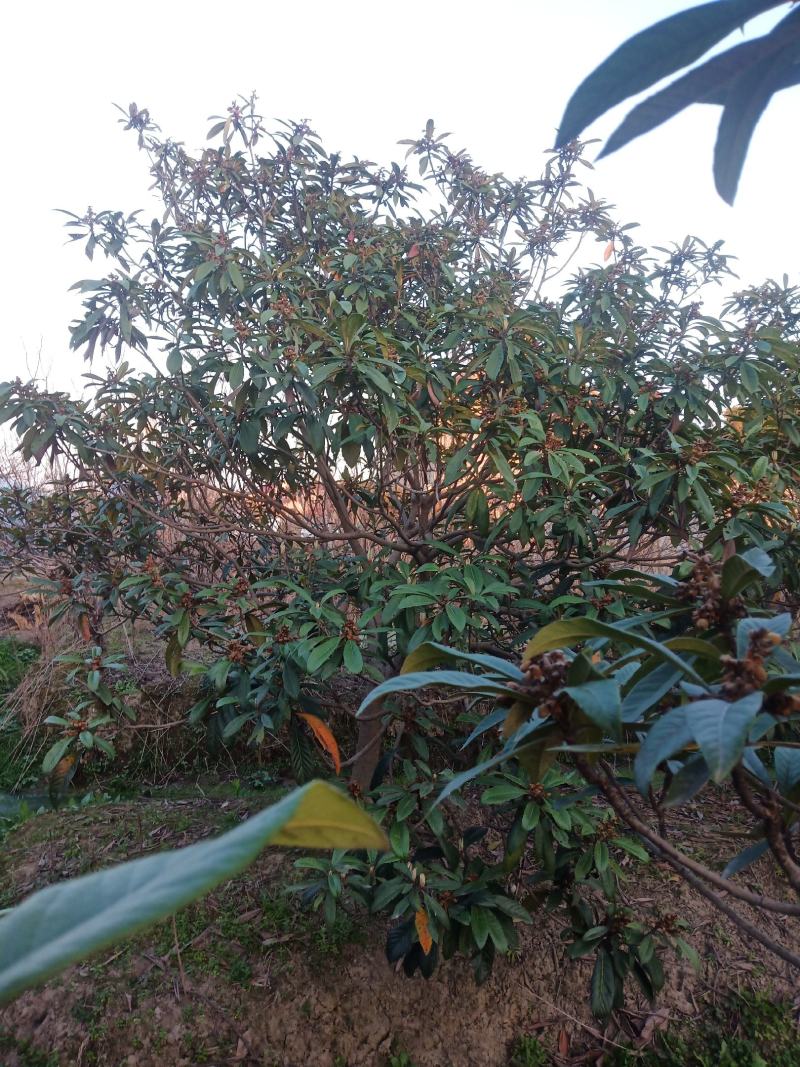 嘉兴直供乔灌木枇杷树常绿植物绿化美观欢迎选购