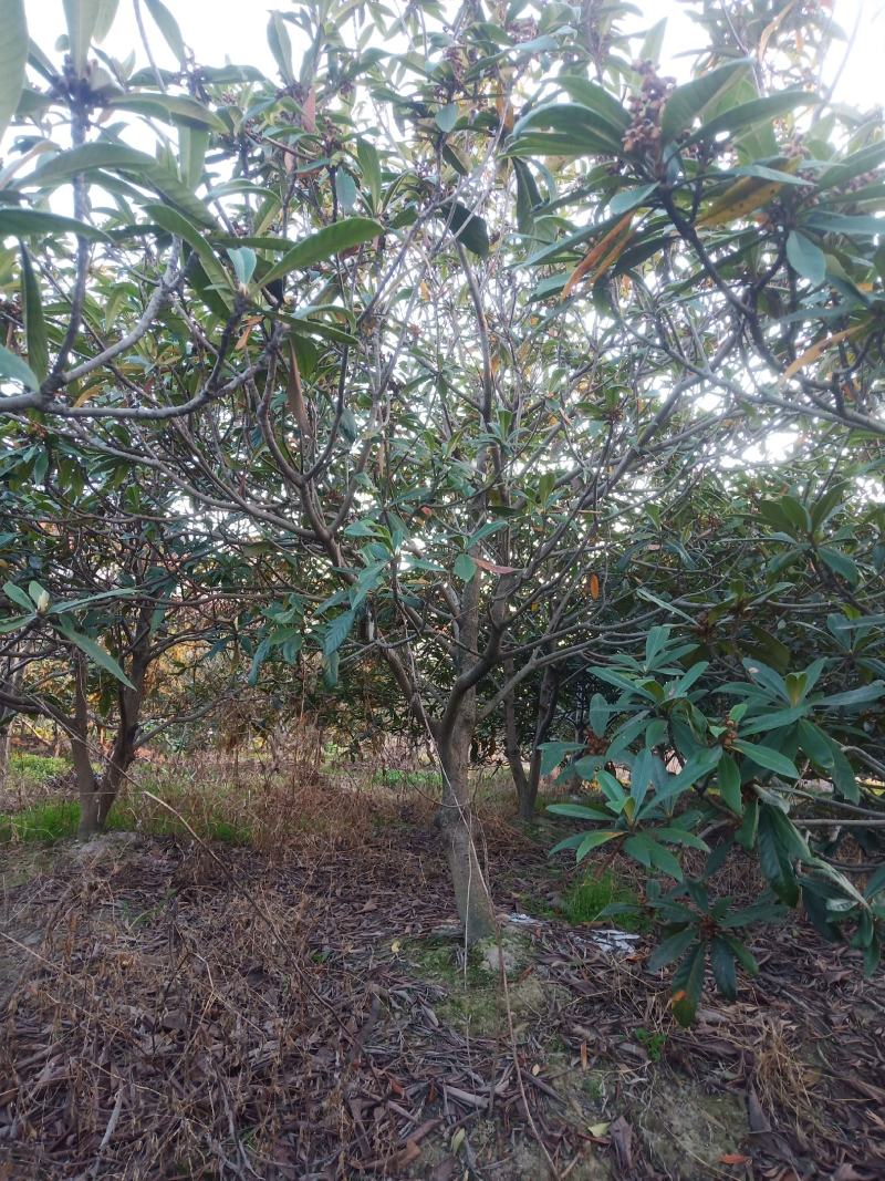嘉兴直供乔灌木枇杷树常绿植物绿化美观欢迎选购
