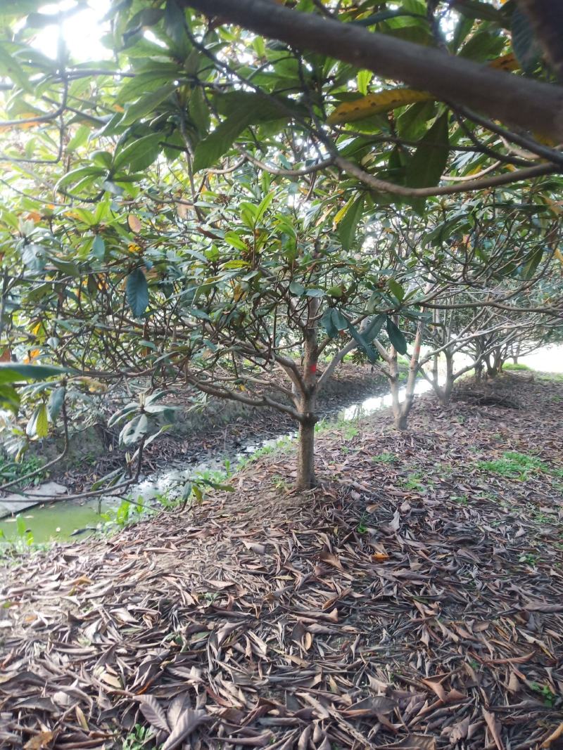 嘉兴直供乔灌木枇杷树常绿植物绿化美观欢迎选购