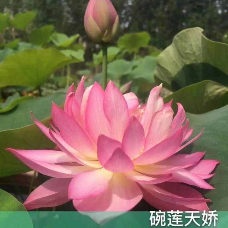 大型观赏荷花种藕苗莲藕种苗盆栽荷花种栽苗莲花苗荷花种子