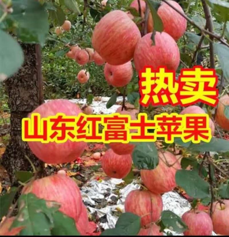 山东丘陵红富士苹果口感甜脆产地直销一手货源