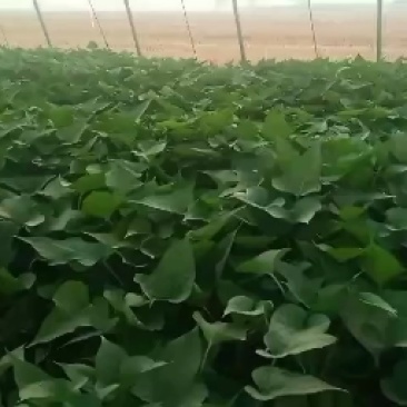 红薯苗，脱毒原种红薯苗，商薯19，西瓜红，龙九红薯苗预售
